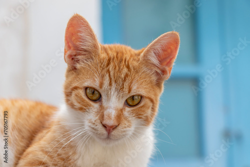 Ginger cat in front of a blue door