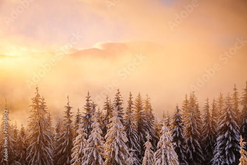 Perfect evening winter landscape with spruce trees covered in snow.