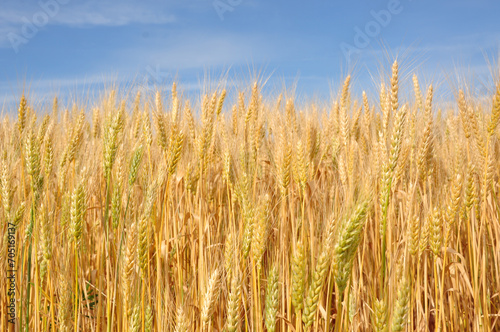 Wheat field. Agriculture. Blue sky and wheat field.