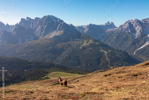 Lone alpaca on alpine meadow near mountain summit of Hornischegg (Monte Arnese) in Carnic Alps, border Austria Italy. Panoramic view of Sexten Dolomites, South Tyrol, Italy, Europe. Wildlife in Alps