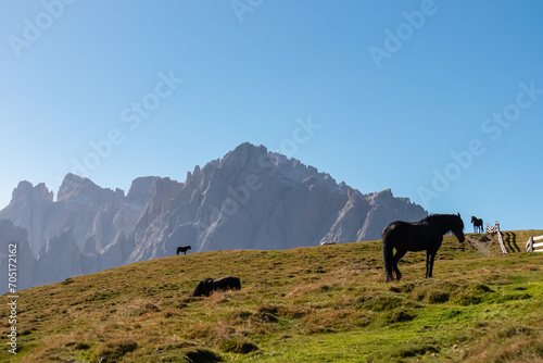 Herd of wild horses grazing on alpine meadow with scenic view of Sextner Rotwand, Sexten Dolomites, South Tyrol. Idyllic landscape on Klammbachalm (Malga Klammbach) in Italian Alps. Serene atmosphere