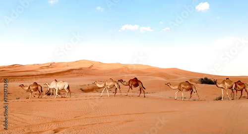 Dubai desert  camels