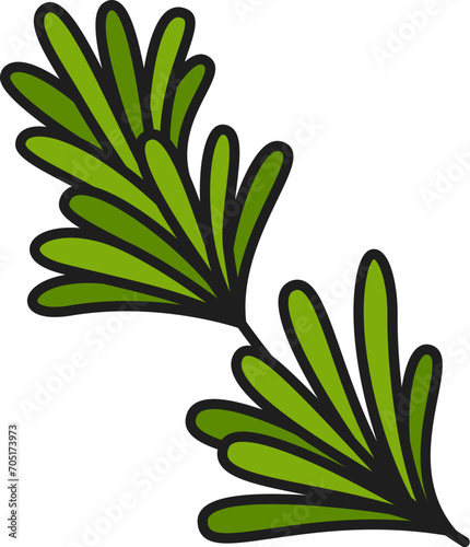 Green rosemary spicy herb isolated color outline icon. Vector rosemary fragrant flowering plant, spicy aromatic herb. Spicy seasoning condiment