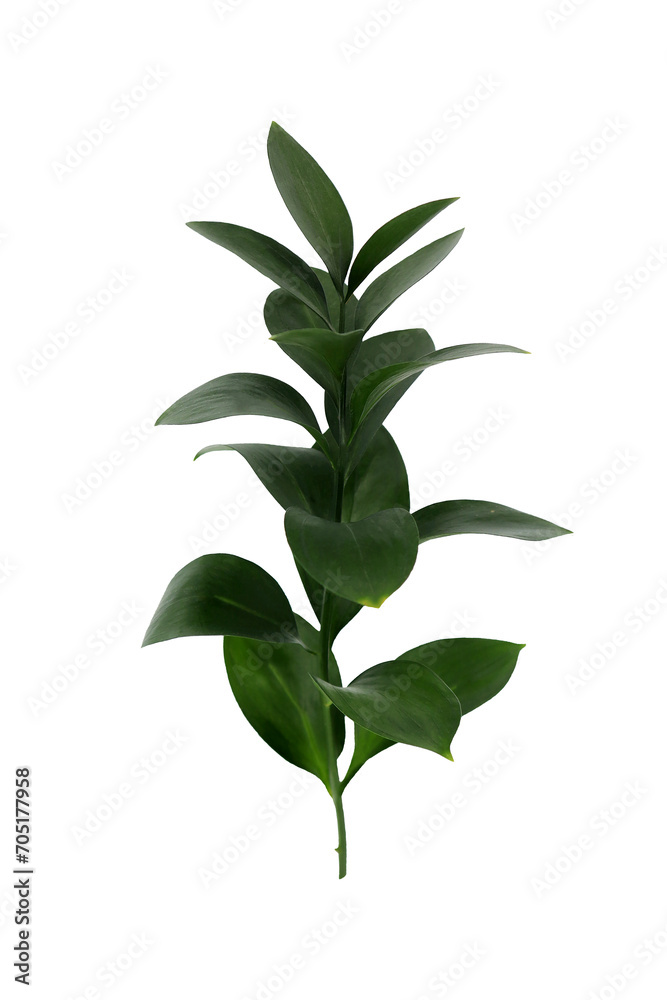 Ruscus branch on a white background. One branch of a plant with green leaves on a white background isolated close-up. Decorative element of natural floral design.