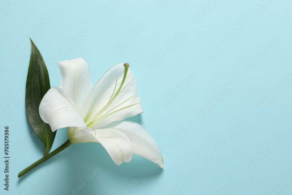 Naklejka premium white lily on a paper