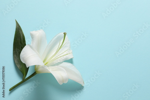 white lily on a paper