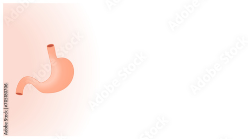 Stomach. Internal organ. White background with copy space for your text. Vector illustration.