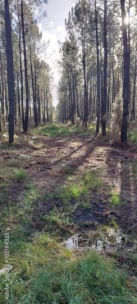 Fototapeta premium nature