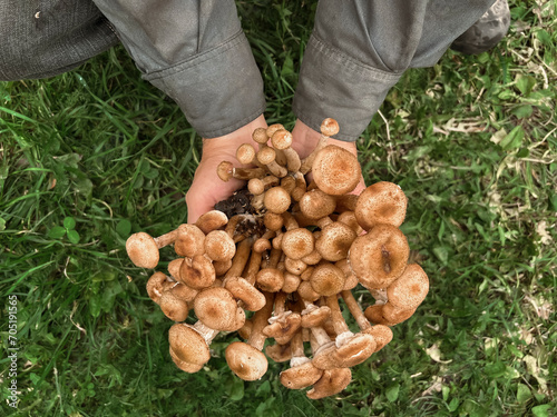 Mushrooms of honey mushrooms in men's hands on a background of green grass