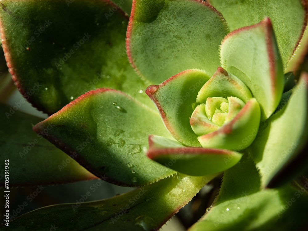 cactos flower