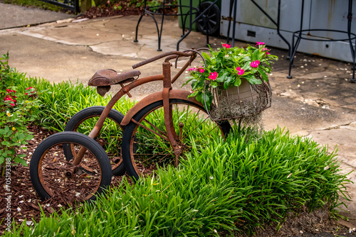 Closeup of rusty tricycle bike in a garden setting used as a landscape gardening decoration