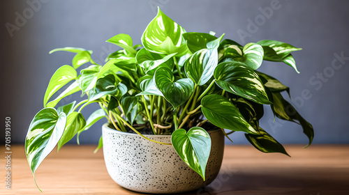 Tropical charm with Scindapsus plant in a clay pot at home. A stock photo capturing the decorative elegance of indoor greenery in a stylish setting