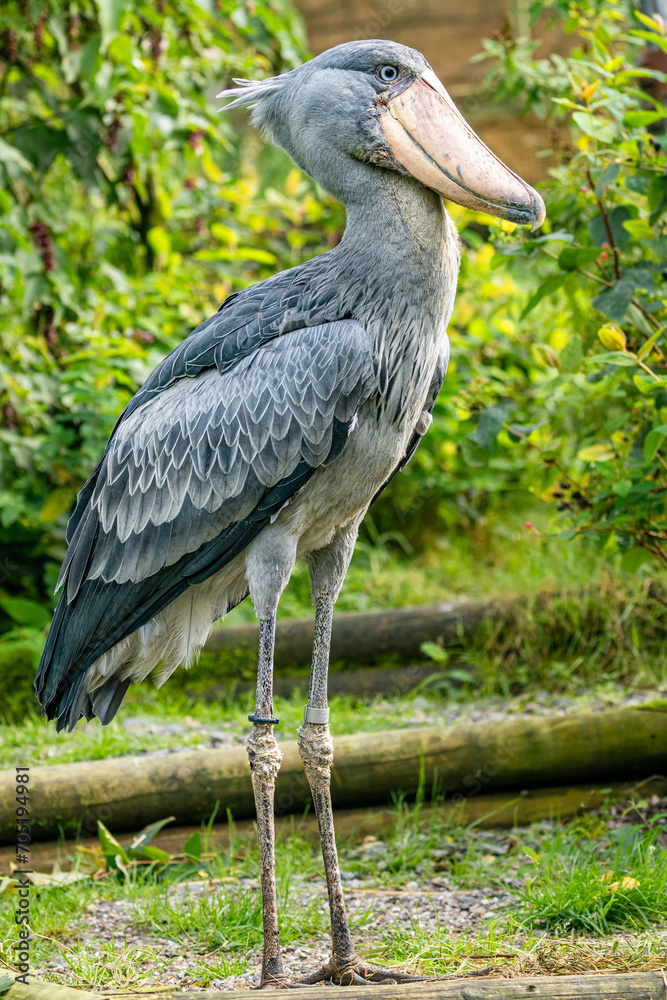 Fototapeta premium shoebill stork