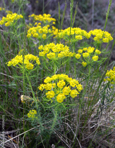 In spring, Euphorbia cyparissias blooms among herbs