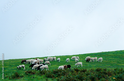 Ganado de ovejas pastando en Caideros en el municipio de G  ldar en la isla de Gran Canaria  Espa  a
