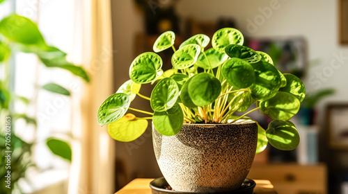 Biophilia houseplant in a beautiful pot. A chic stock photo capturing the essence of greenery as an elegant and natural indoor decor element