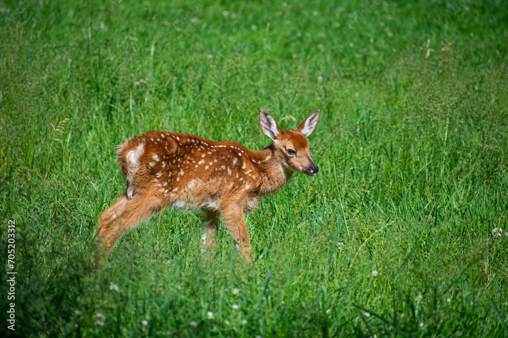 Naklejka premium A Whitetail Fawn