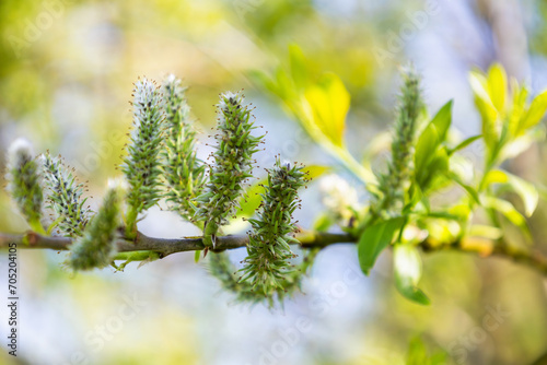 Flowers of Salix in sunny day. Blossom of the sallow in the spring. Bright young twig of osier. Female flowering catkin on a willow. Soft focus. Seasonal wallpaper for design