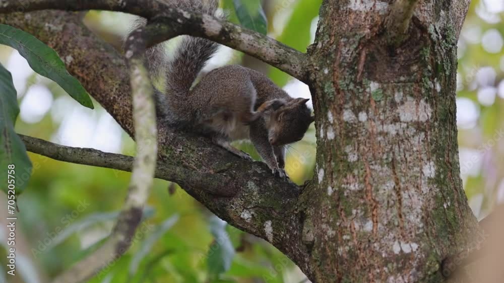 Adorable Slow-Mo: Young Squirrel Gently Scratching on Tree Branch Adorable Slow-Mo: Young Squirrel Gently Scratching on Tree Branch