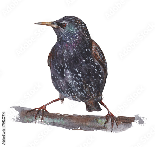 Foto Watercolor bird. A black starling sits on a branch.