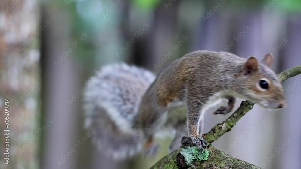 A brave squirrel with an injured arm perched on a branch, captured in a poignant moment as it leaps off-screen. A brave squirrel with an injured arm perched on a branch, captured in a poignant moment as it leaps off-screen.