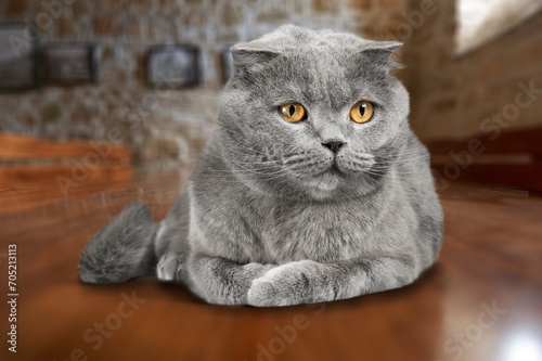 Cute young smart domestic cat sitting