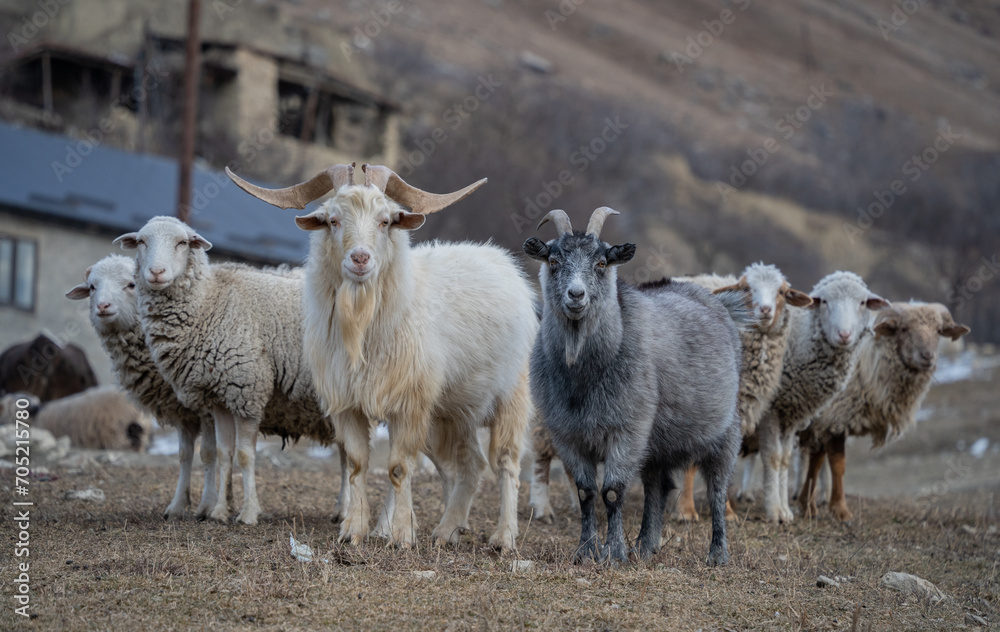 Obraz premium sheeps and goats in the mountains