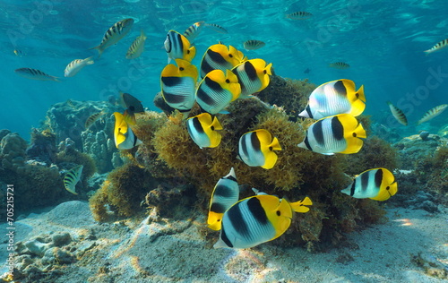 Photography Tropical fish shoal underwater in the Pacific ocean (Pacific double-saddle butte