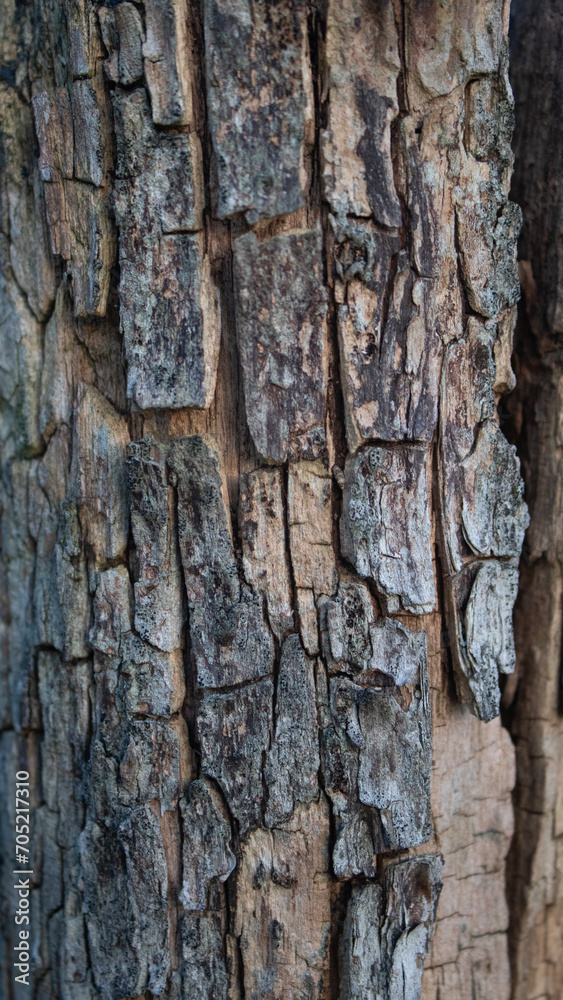 natürlich wald Struktur baum baumstamm Detail Nahaufnahme rinde Hintergrund Beschaffenheit muster natur natürlich wald Struktur baum baumstamm Detail Nahaufnahme rinde Hintergrund Beschaffenheit muster natur