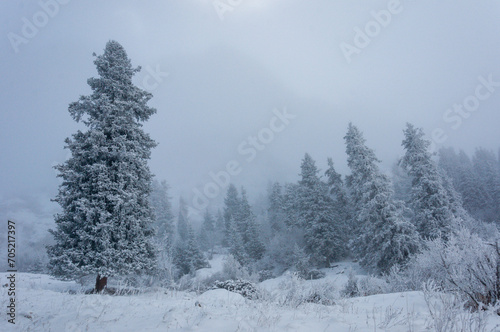 Frosted spruce trees  snow-covered ground  fog  winter  cold  white  silent  nature  mountain  untouched landscape