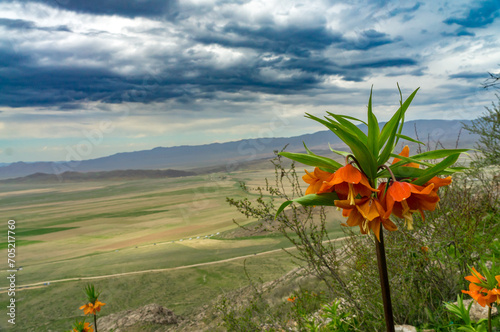 Endemic to Batken, the Aigul flower captivates with radiant orange petals, contrasting vividly against its green foliage photo