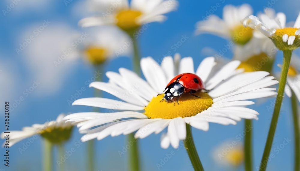 Ladybug On Chamomile. Summertime. Macro