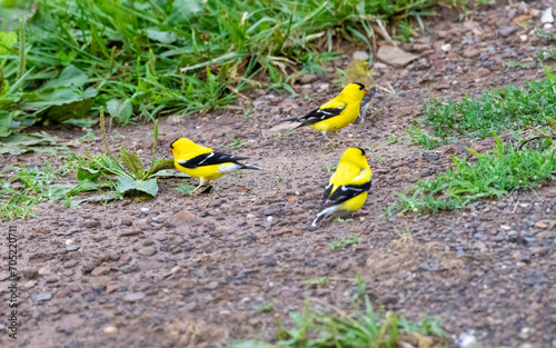 Three goldfinch standing in dirt