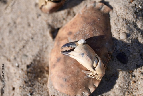 Dead crabs on the beach, lying on the sand on the seashore on a sunny spring day, Sea wildlife with animals on sand beach, 