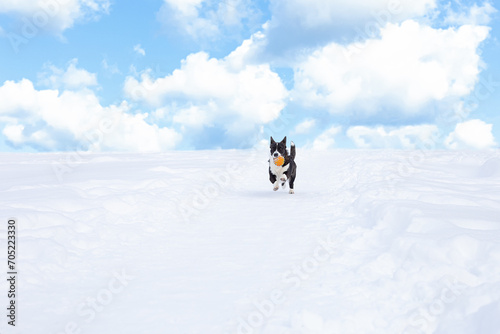Welsh Corgi Pembroke. A dog running with a toy in the snow. Pets © Alexander