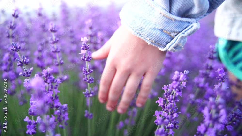 Lavender hand Girl walks in a field with lavender and touches a blooming lavender with her hand. Provence, summer, vacation. Aromatherapy. Slow motion