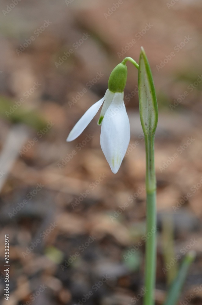Spring blooming snowdrops Galanthus nivalis in the garden Spring blooming snowdrops Galanthus nivalis in the garden