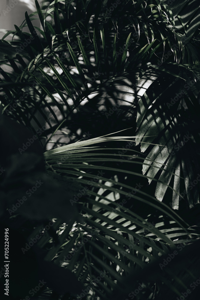 Naklejka premium Palm branch. High quality photo