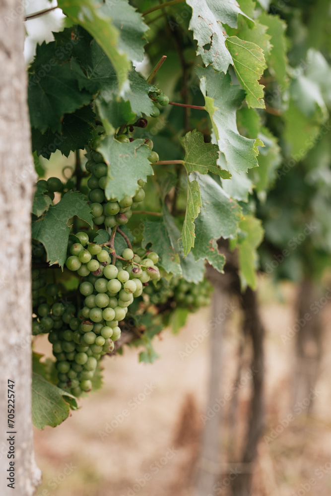 Fototapeta premium bunch of grapes closeup on the vine