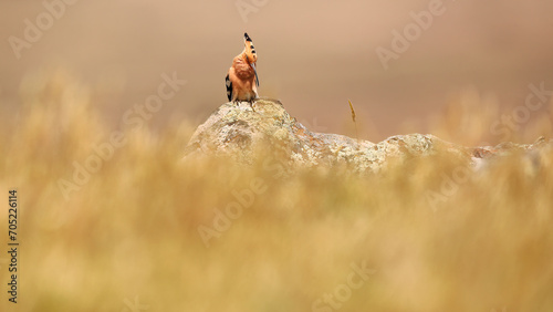 A hoopoe perches alertly on a rock among a field of tall sunlit grasses photo