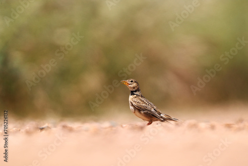 A calandra lark stands alert on a dusty ground, with a soft-focus greenery backdrop photo
