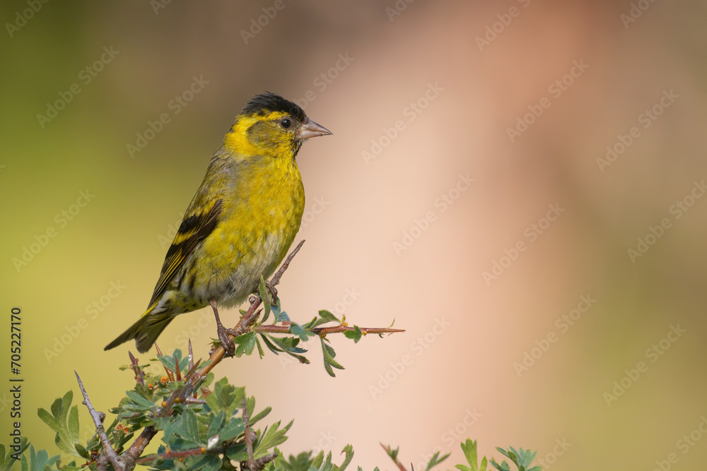 Eurasian Siskin Eurasian Siskin