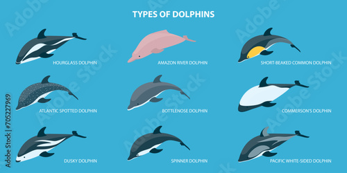 3D Isometric Flat Vector Set of Types Of Dolphins, Educational Classification © TarikVision