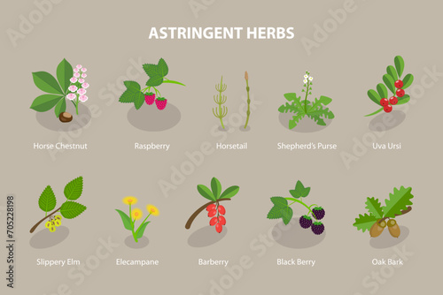 3D Isometric Flat Vector Set of Astringent Herbs, Natural Herbal Remedy photo