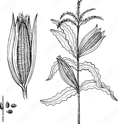 Ear Corn sketch hand drawn ink vintage engraved vector illustration. Drawing Corn cob, kernels, cereal plant branch design for agricultural crop, harvesting, healthy food, maize field, corn flakes