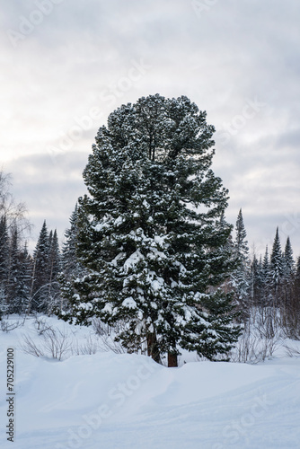 A large tree in the snow against the backdrop of a winter forest.