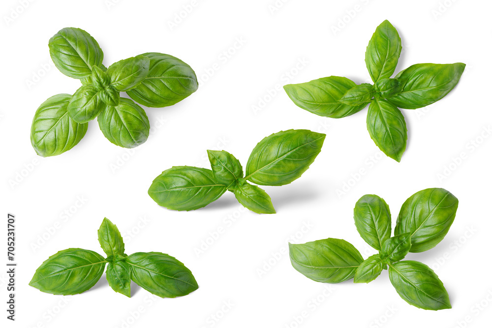Basil leaves isolated on white, transparent background, PNG. Set, collection of different position basil green fresh leaves. Healthy eating, aromatic herb, food ingredient, spice for culinary Basil leaves isolated on white, transparent background, PNG. Set, collection of different position basil green fresh leaves. Healthy eating, aromatic herb, food ingredient, spice for culinary