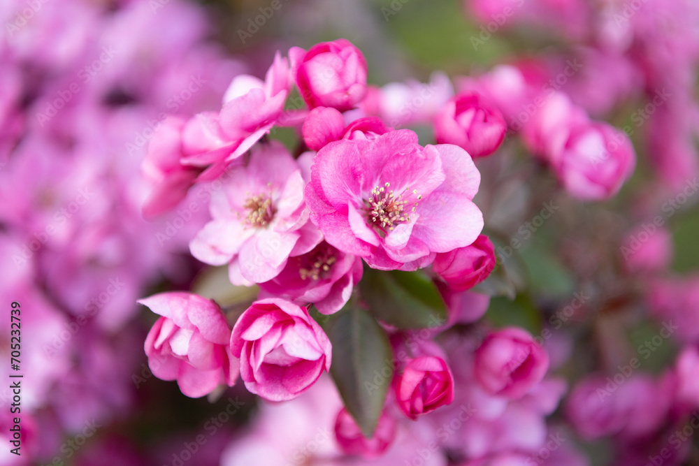 floral sakura blooming on branch, selective focus. photo of floral sakura bloom. floral sakura bloom floral sakura blooming on branch, selective focus. photo of floral sakura bloom. floral sakura bloom