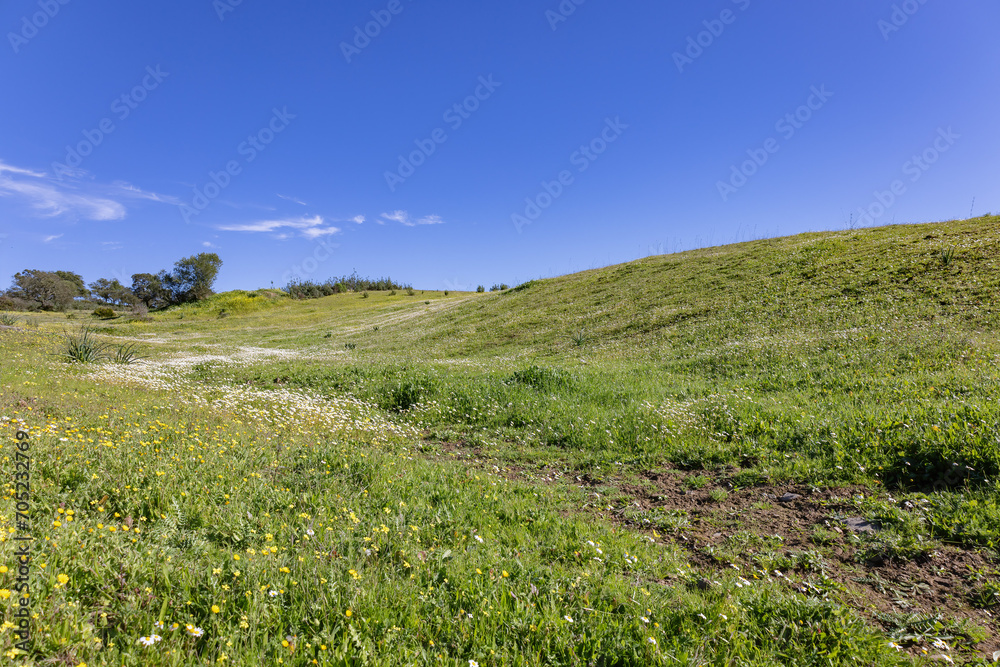 View of green meadows of the province of Huelva in spring with wild yellow and white flowers such as daisies, bermuda buttercup and african wood-sorrel View of green meadows of the province of Huelva in spring with wild yellow and white flowers such as daisies, bermuda buttercup and african wood-sorrel