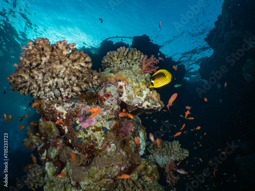 A colourful reef scene in evening light with a butterfly fish in the foreground, Egypt